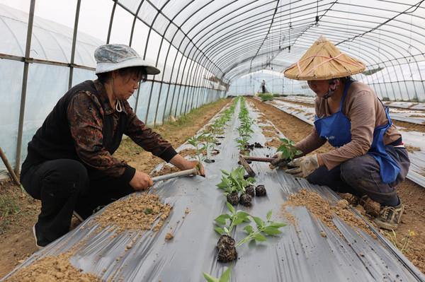 Quzhou's white chilies really spice up market