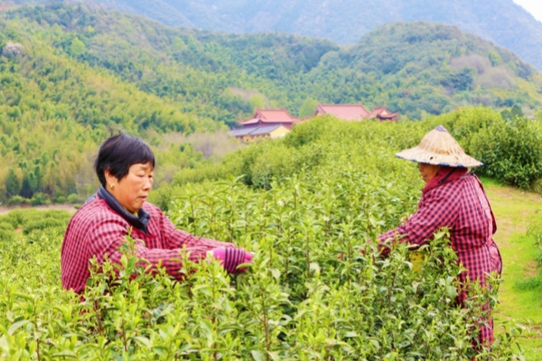Jinhua's Juyan tea picking starts its season