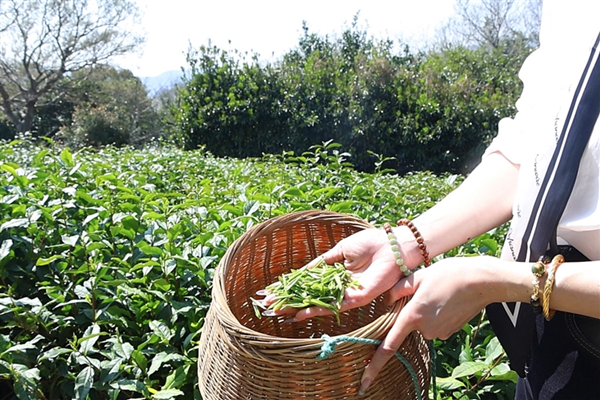 Putuo Buddha tea harvest begins in Zhoushan