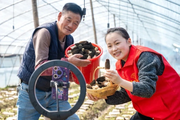 Morel mushrooms bring prosperity to Huzhou's village