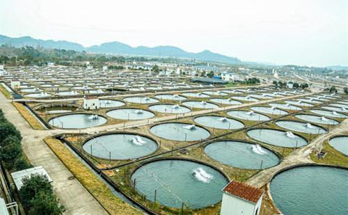 Quzhou's fish farming becomes path to prosperity