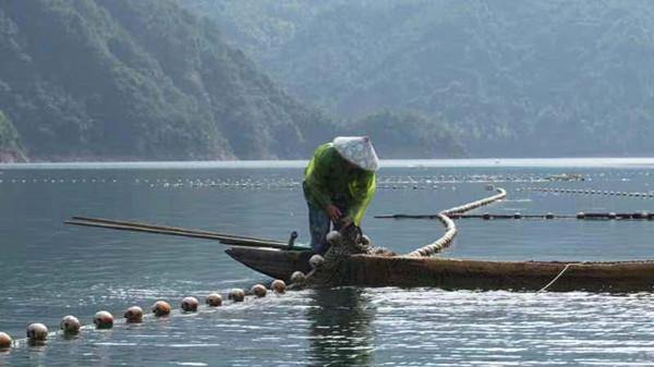 Qingtian's organic fish enter overseas market