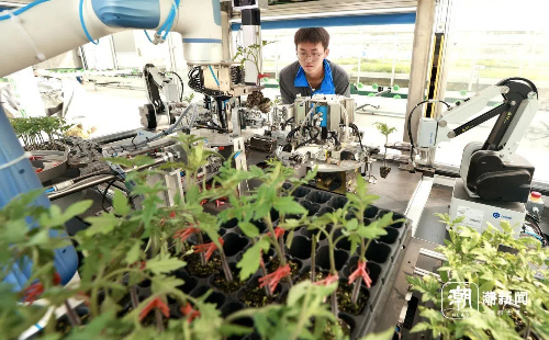 Robots graft tomato seedlings in Jiaxing