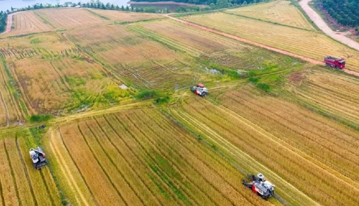 Jinhua sees bumper wheat harvest