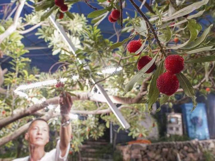 Smart lighting boosts waxberry production in Shun'ao village