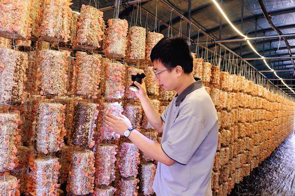 New mushroom industry in Taizhou's village boosts economy