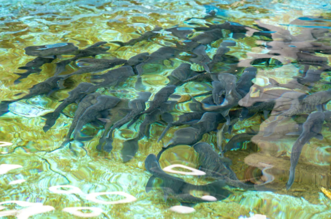 Qingshui fish industry booms in Quzhou's Qujiang