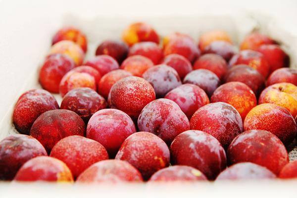 Jiaxing plums make debut to UAE