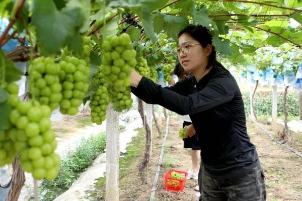 Jinhua's grapes enter peak harvest season