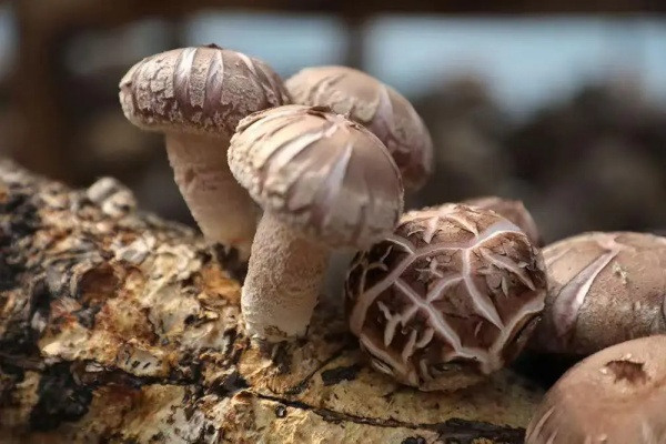 Qingyuan's edible fungi cultivation evolves