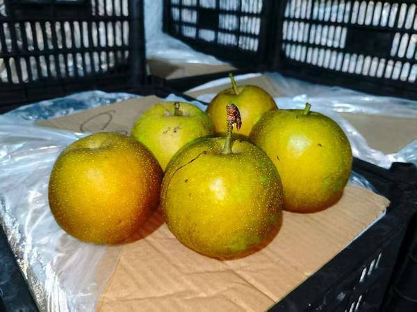 Jiaxing's fruits shipped overseas as export demand grows