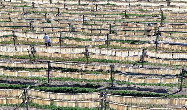 Taizhou's village boosts income through rice noodle industry