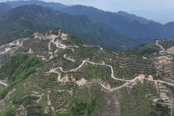 Songyang's understory economy thrives