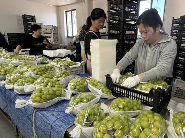 Xiuzhou grapes head to Vietnam market