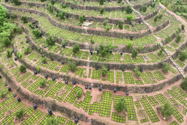 Lishui fresh moss debuts in South Korea