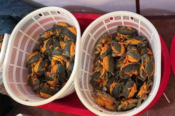 Taizhou crab farming thrives in Xinjiang