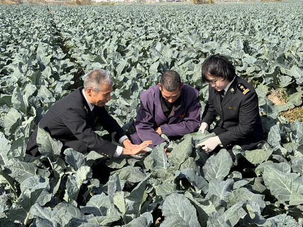 Taizhou begins broccoli export season with first shipment to Singapore