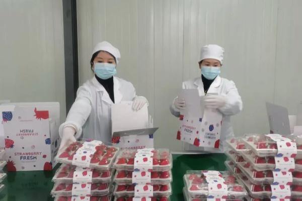 Pujiang strawberries strengthen Singaporean market presence