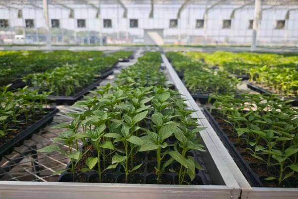 Smart agriculture revolutionizes farming in Jinhua