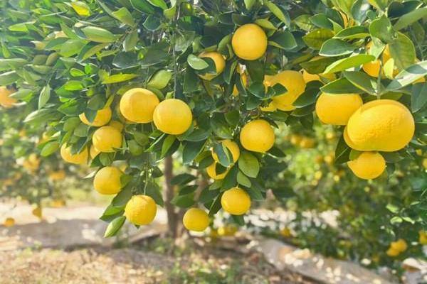 Thriving citrus industry boosts rural prosperity in Quzhou