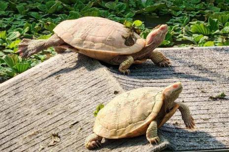 Small turtles, big business in Huzhou's Deqing