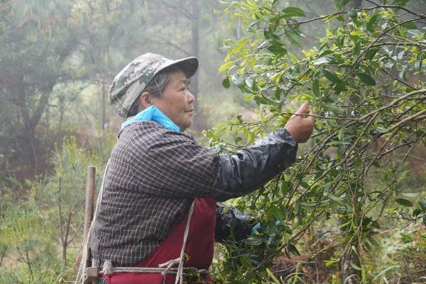 Wild tea harvest boosts prosperity in Qingyuan
