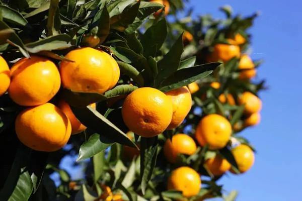 Quzhou citrus fruits gain popularity in overseas markets
