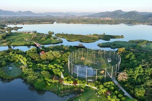 Zhejiang's crested ibis population surpasses 1,000