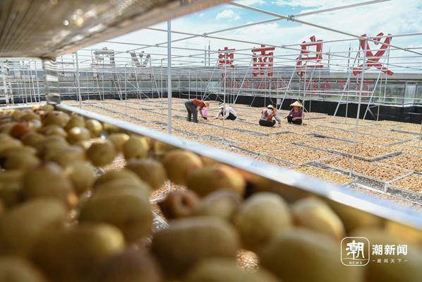 Yiwu launches automated jujube production line