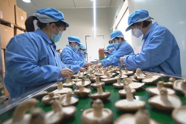 Qingyuan mushrooms thrive in North China
