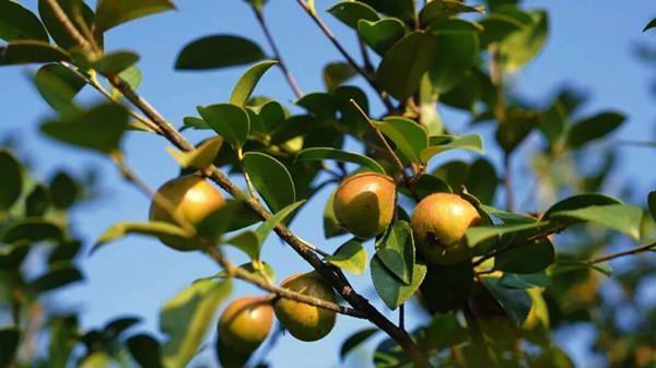 Tea-oil camellia grows into thriving rural industry in Quzhou