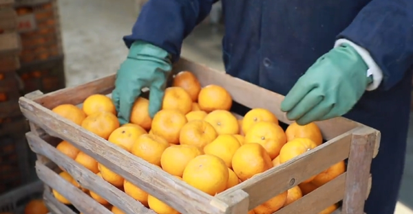 Quzhou ponkan tangerines see boom in sales, prices