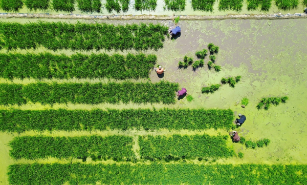 Lishui enters prime wild rice stem planting season