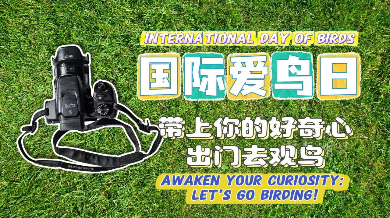 International Bird Day: awaken your curiosity!