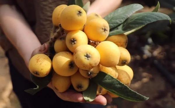 Quzhou's loquat harvest season features bustling markets