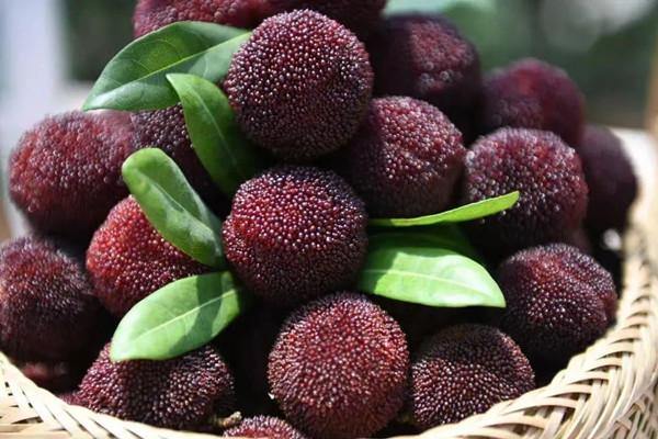 Lishui freshly-picked red bayberries reach Singapore in just 17 hours