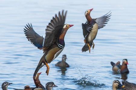 West Lake waters reach historical clearness