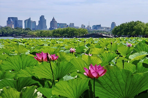 West Lake lotus exhibition opens with summer charm