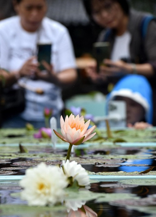 1938147530097274880.jpg 荷花1.jpg