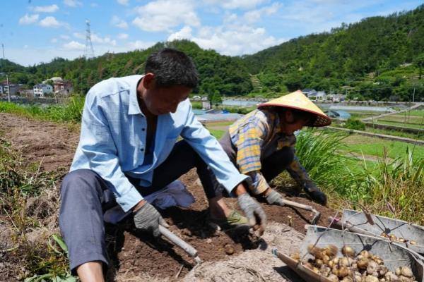 Chinese medicinal materials fuel prosperity in Jinhua's Pan'an