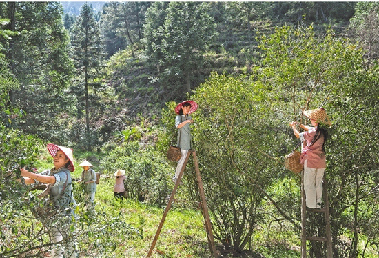 Lishui's wild tea yields soaring profits