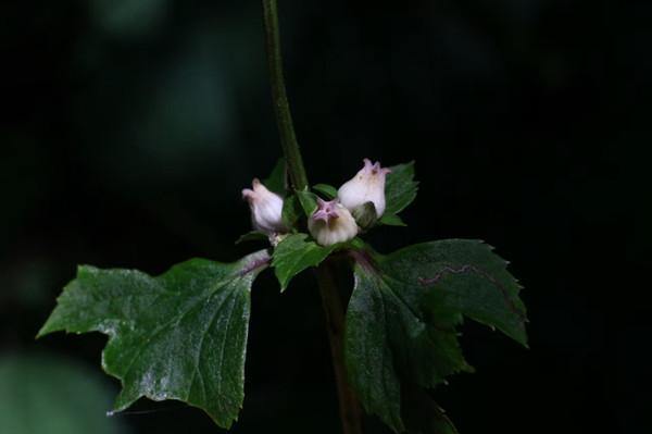 New plant species discovered in Huzhou's Anji