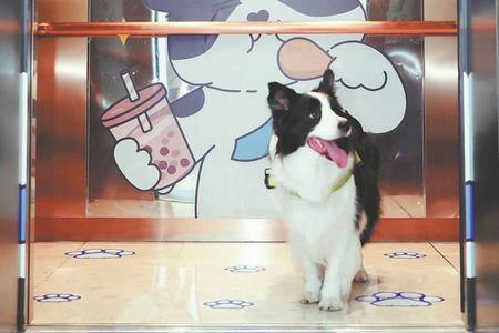 'Pet' major launched as demand surges