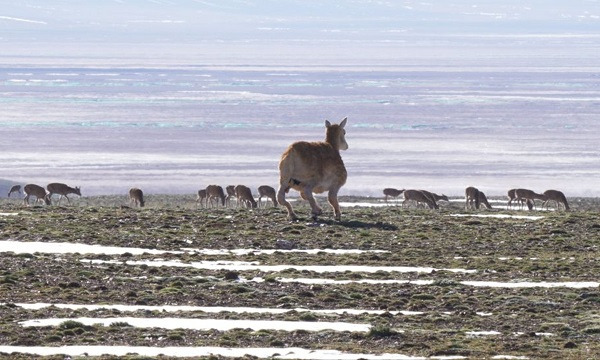 China unveils first-ever home-made bionic Tibetan antelope robot in Hoh Xil Nature Reserve