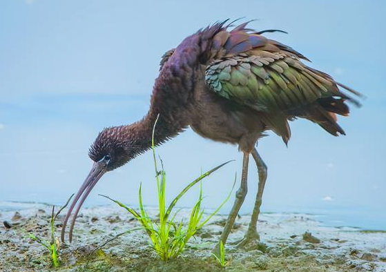 Glossy ibis spotted for first time in Jiaxing