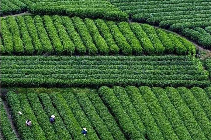 Quzhou's Kaihua tea wins gold awards at World Green Tea Contest