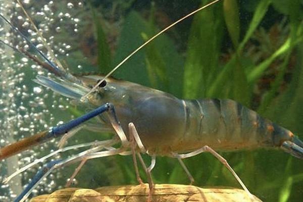 Freshwater fishery industry flourishes in Huzhou