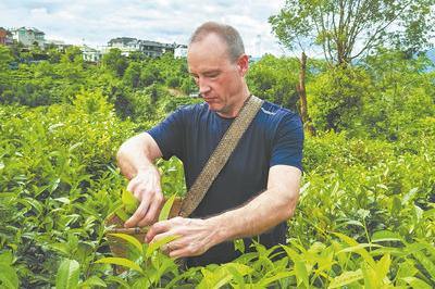 Steeped in meaning: China's tea culture