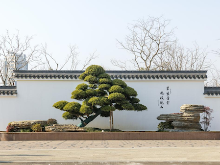 Ningbo launches renovated bonsai garden