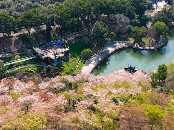 Cherry blossoms bloom in Ningbo's Jiangbei district